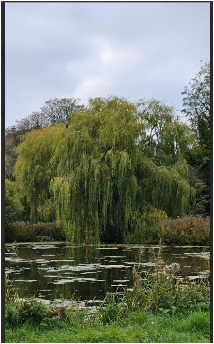 Original photograph of a willow beside a Hampshire pond